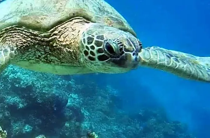 Hotel Tulang Diot View And Turtle Haven Cebu